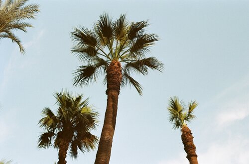 Palm trees - 1 di Matthieu Montjotin, Fotografia in vendita su Singulart