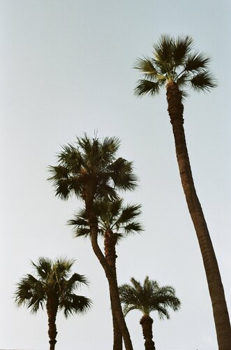 Palm trees - 2 von Matthieu Montjotin, Fotografie kaufen auf Singulart
