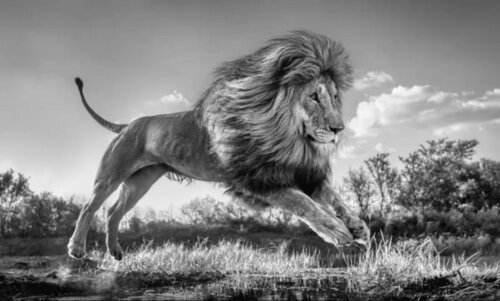 Succession van David Yarrow, Fotografie te koop op Singulart