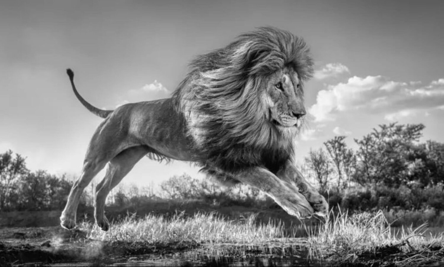 Succession David Yarrow Fotografia in vendita