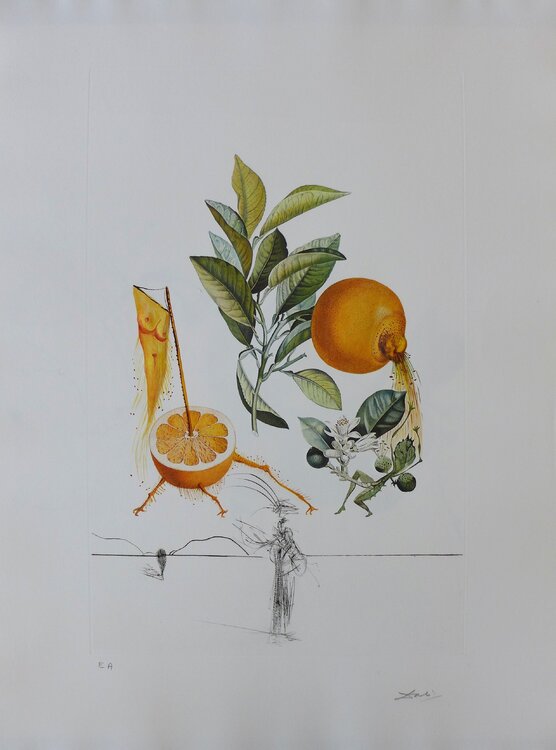 Flordali - Les Fruits : Pamplemousse érotique Salvador Dalí