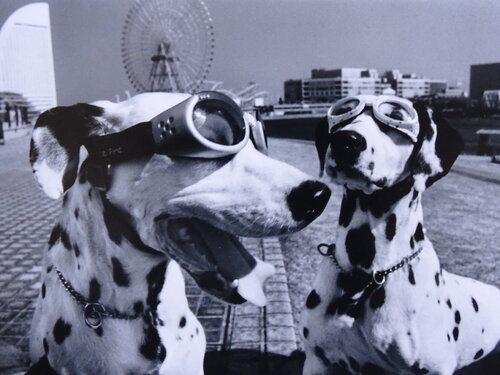 Yokohama by Elliott Erwitt, Photography for Sale on Singulart