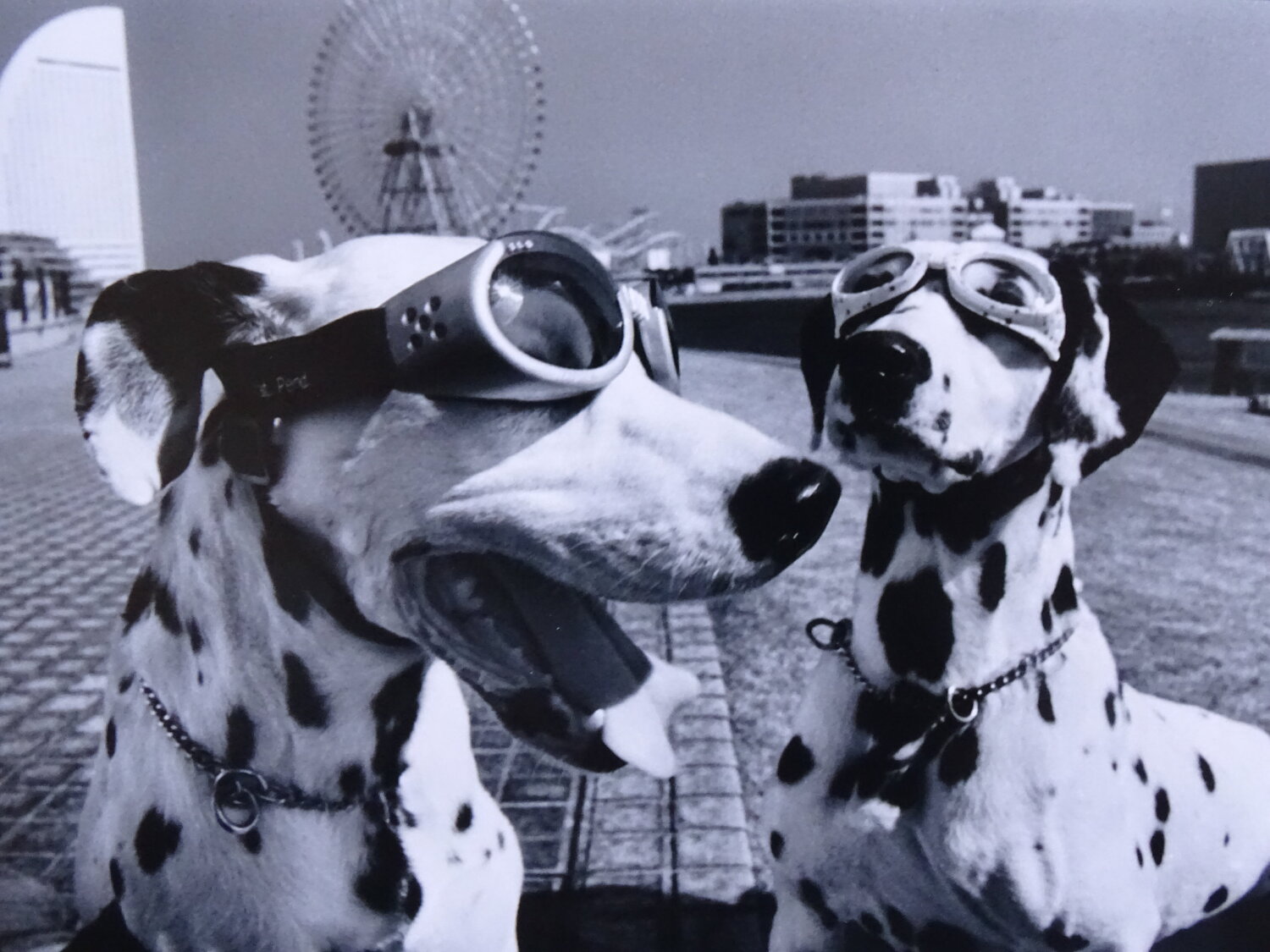 Yokohama Elliott Erwitt