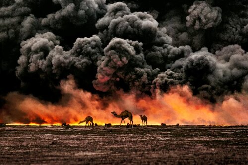 Camel and Oil Fields, Kuwait by Steve McCurry, Photography for Sale on Singulart