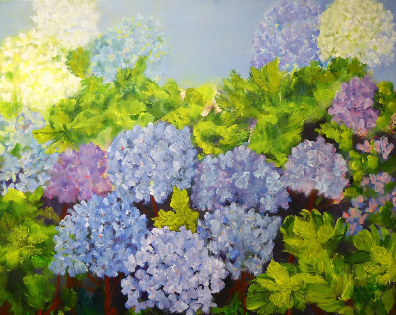 Hydrangea Ute Roehe