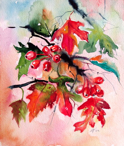 Hawthorn Anna Brigitta Kovacs