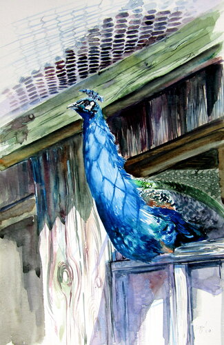Peacock von Anna Brigitta Kovacs, Malerei kaufen auf Singulart