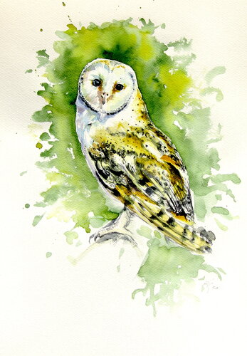 Majestic barn owl di Anna Brigitta Kovacs, Pittura in vendita su Singulart