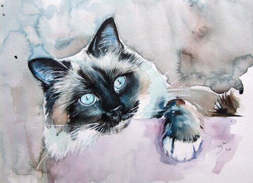 Playing himalayan cat von Anna Brigitta Kovacs, Malerei kaufen auf Singulart
