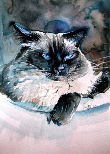 Angry himalayan cat by Anna Brigitta Kovacs, Painting for Sale on Singulart