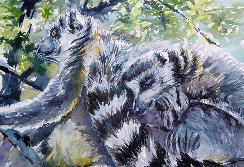 Ring tailed lemur van Anna Brigitta Kovacs, Schilderij te koop op Singulart