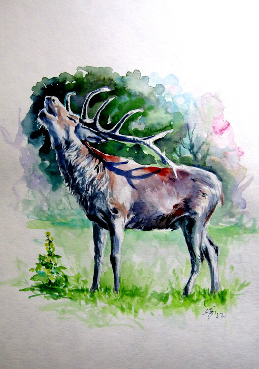 Stag roar II Anna Brigitta Kovacs