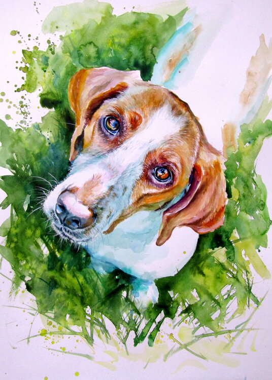 Cute dog Anna Brigitta Kovacs