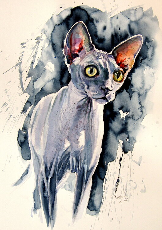 Sphynx cat Anna Brigitta Kovacs