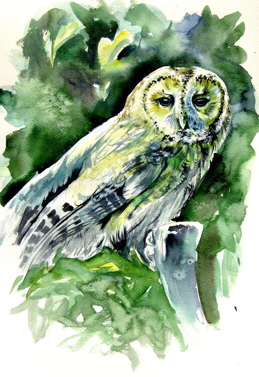 Majestic owl Anna Brigitta Kovacs