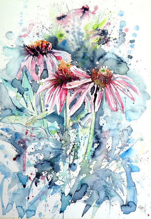 Echinacea purpurea Anna Brigitta Kovacs