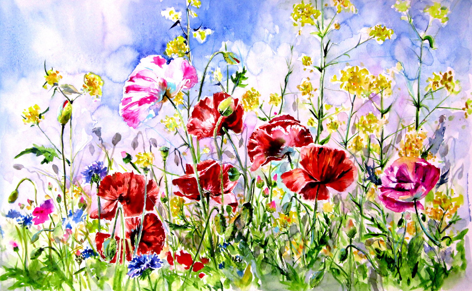 Poppies field Anna Brigitta Kovacs