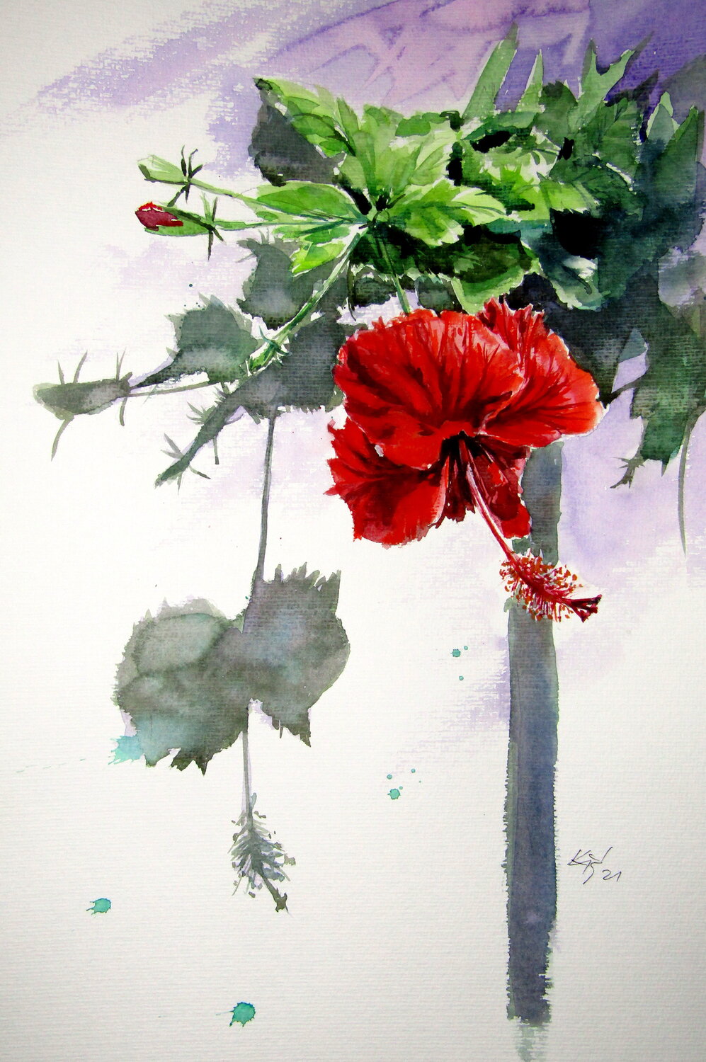 Hibiscus Anna Brigitta Kovacs