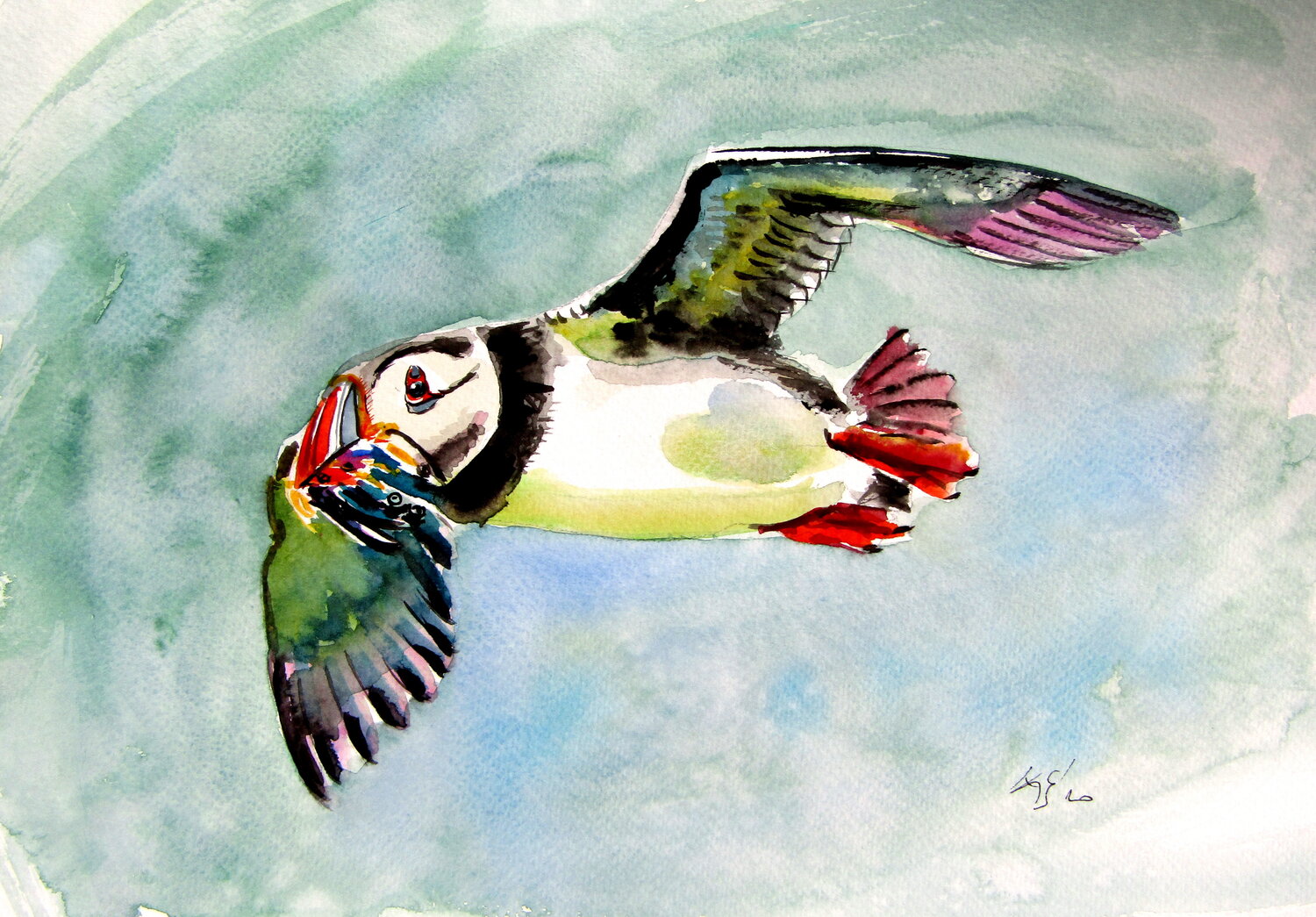 Flying puffin Anna Brigitta Kovacs