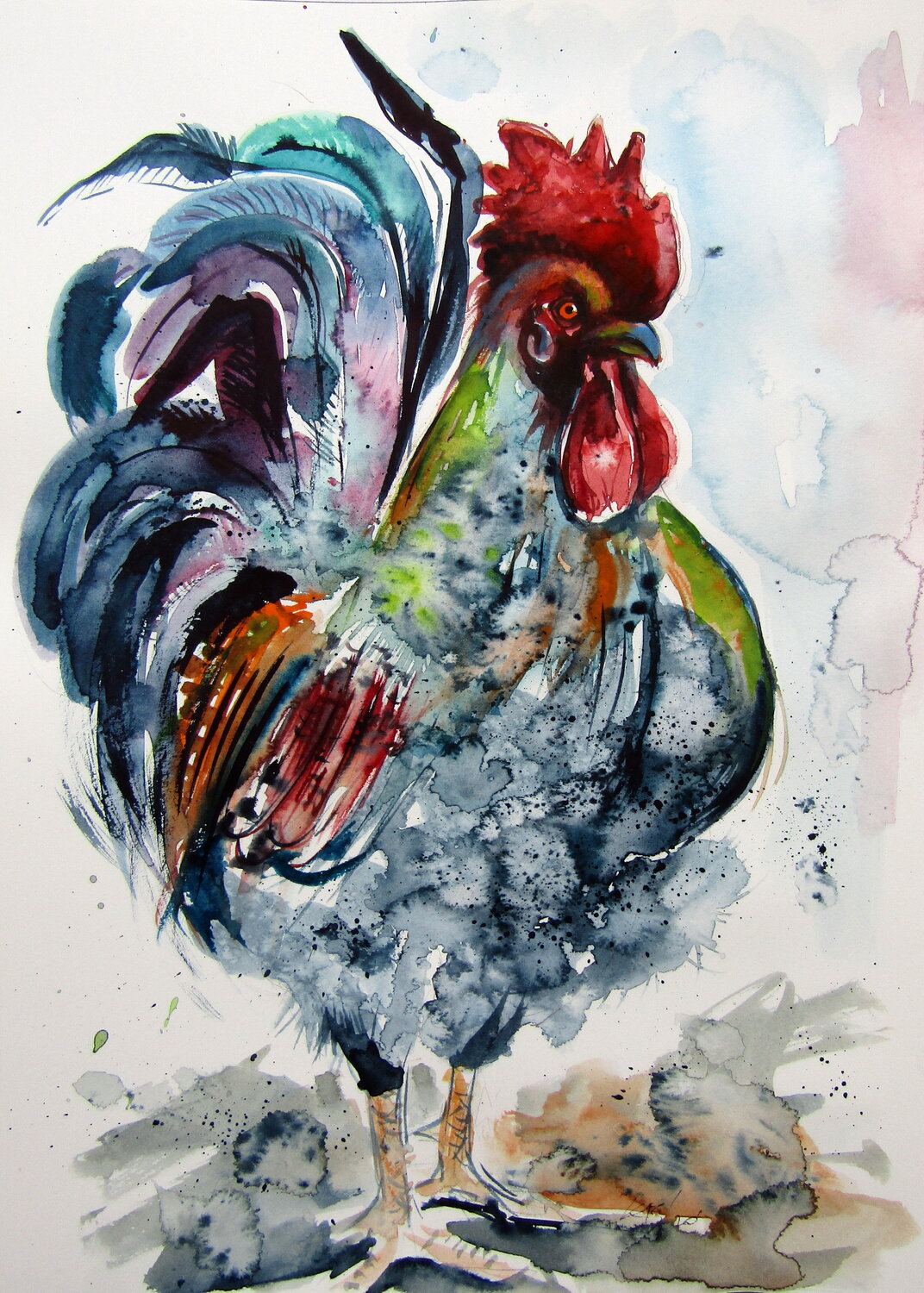 Proud rooster Anna Brigitta Kovacs