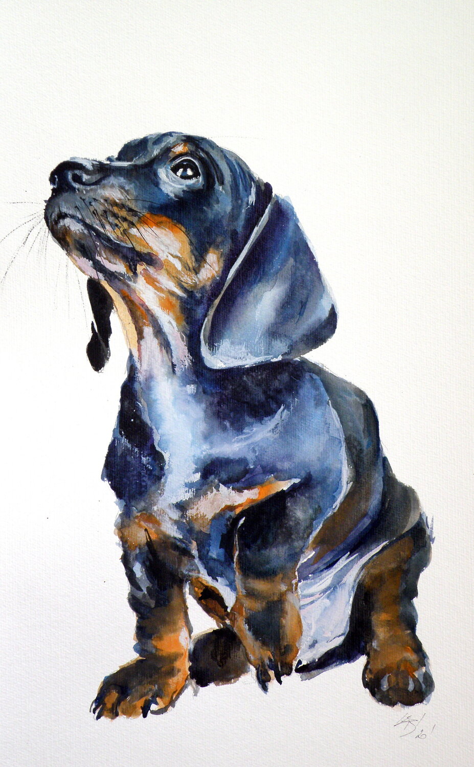 Dachshund puppy Anna Brigitta Kovacs