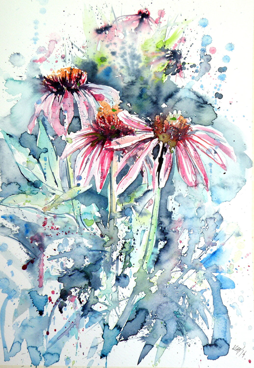 Echinacea purpurea Anna Brigitta Kovacs