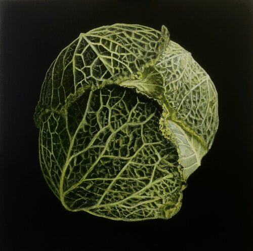Weißkohl by Achim Mogge, Painting for Sale on Singulart