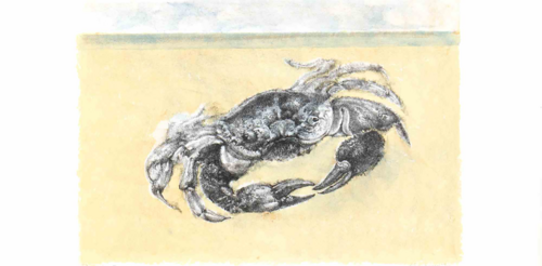 Crab Renzo Vespignani