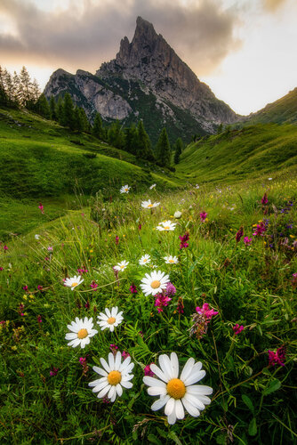 Il giardino della strega van Andrea Sagui, Fotografie te koop op Singulart