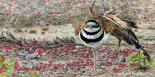 Le pluvier d'Arvida de Jocelyne Bouchard, Pintura a la venta en Singulart