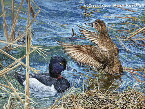 Fuligules à Collier de Jocelyne Bouchard, Pintura a la venta en Singulart