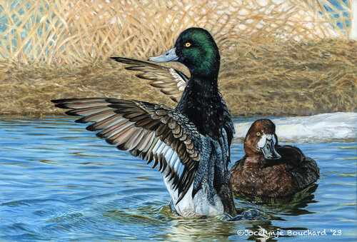 Fuligule debout! by Jocelyne Bouchard, Painting for Sale on Singulart