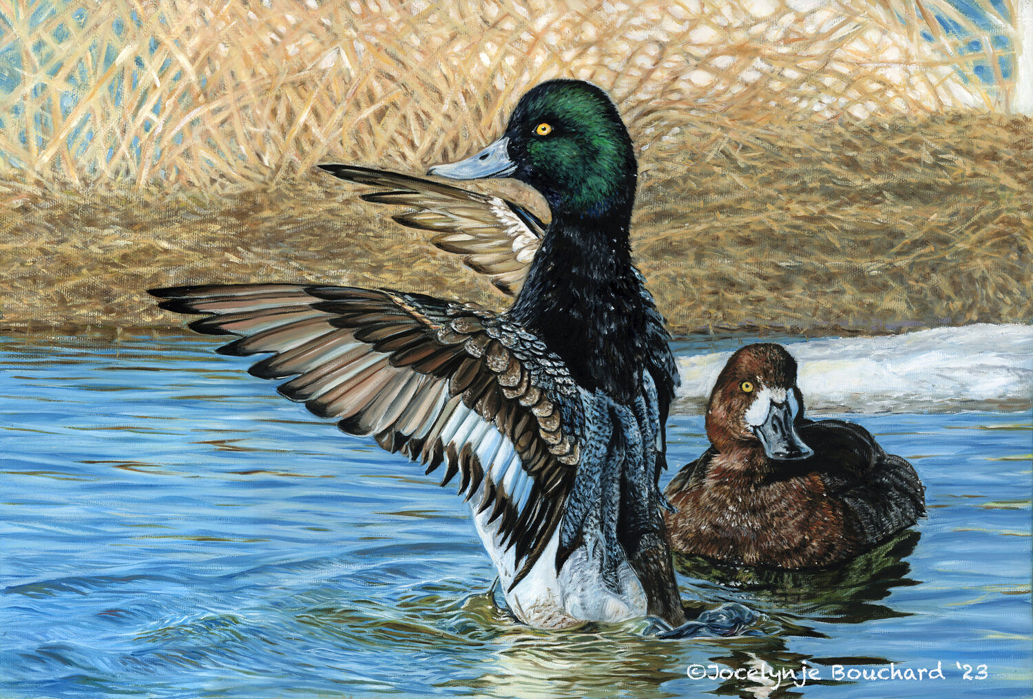 Fuligule debout! Jocelyne Bouchard