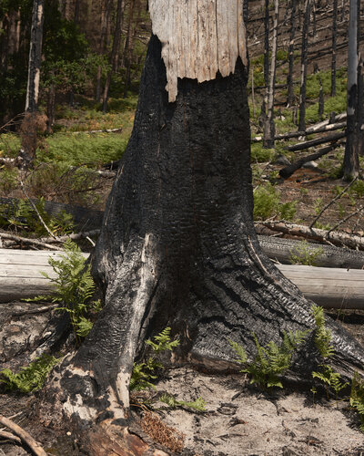 TRIBE by Jakub Delibalta, 사진 for Sale on Singulart