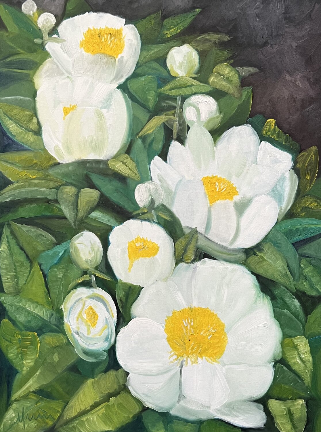 Peony Nicola Quici