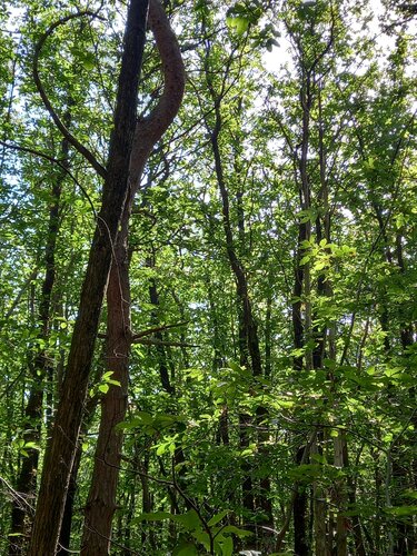 Arbres di Artiste H. E., Fotografia in vendita su Singulart