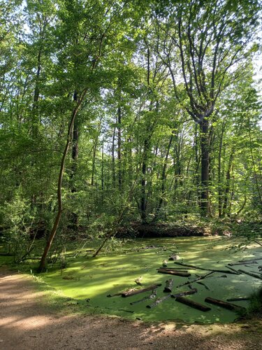Arbres et eau von Artiste H. E., Fotografie kaufen auf Singulart