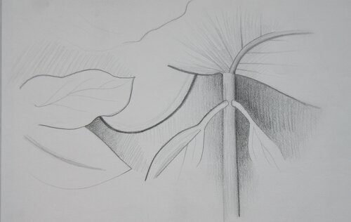 Tige et feuilles by Artiste H. E., 소묘 for Sale on Singulart
