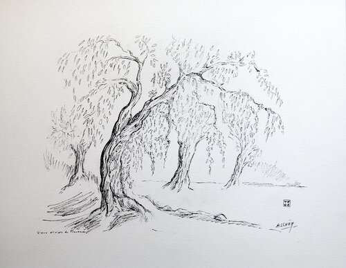 Vieux oliviers de Provence - Old olive trees of Provence par Marie-Claude ELLHËA, Dessin en vente sur Singulart