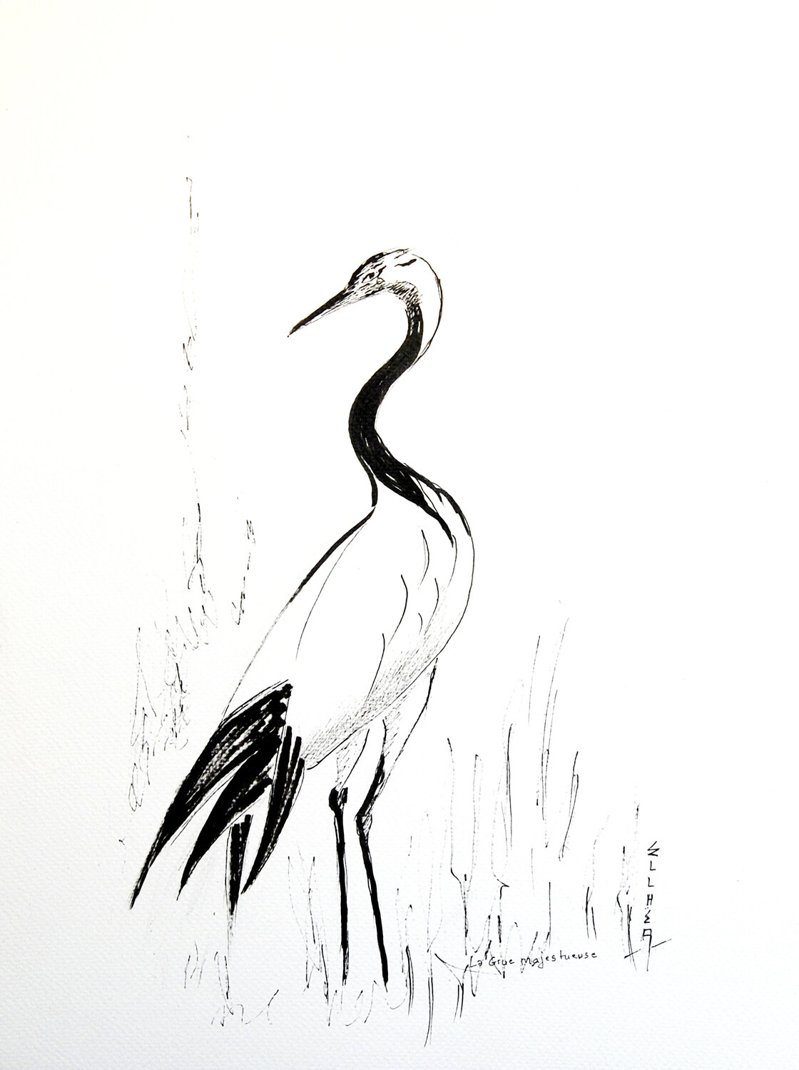 Majestic Crane - Grue Majestueuse Marie-Claude ELLHËA Zeichnungen zu verkaufen