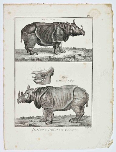 Le Rhinocéros/Le Rhinocéros d’Afrique by Jacques de Sève, Print for Sale on Singulart