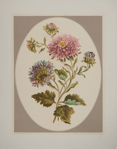 Fleurs et Bouquets, Les Chrysanthèmes, Lithographie signée van John Edwards, Afdruk te koop op Singulart