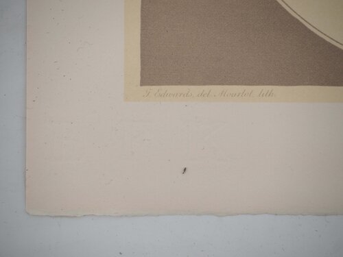 Fleurs et Bouquets : Les œillets du fleuriste von John Edwards, Druck kaufen auf Singulart