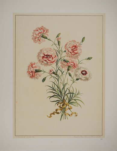Fleurs et Bouquets, Les œillets rouges et blancs, Lithographie signée van John Edwards, Afdruk te koop op Singulart
