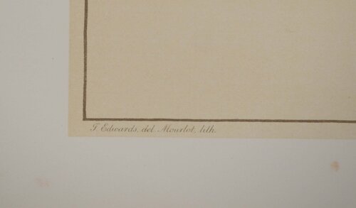 Fleurs et Bouquets : Les œillets rouges et blancs John Edwards