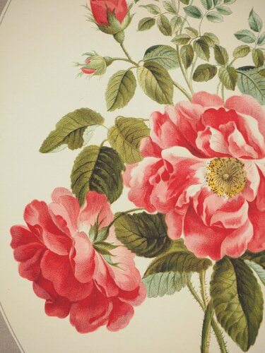 Fleurs et Bouquets : La rose de Ronsard by John Edwards, Print for Sale on Singulart