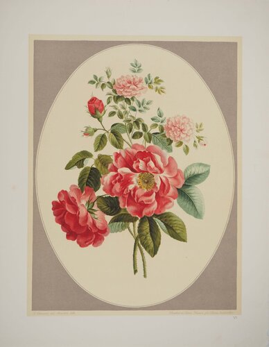 Fleurs et Bouquets, La rose de Ronsard, Lithographie signée van John Edwards, Afdruk te koop op Singulart
