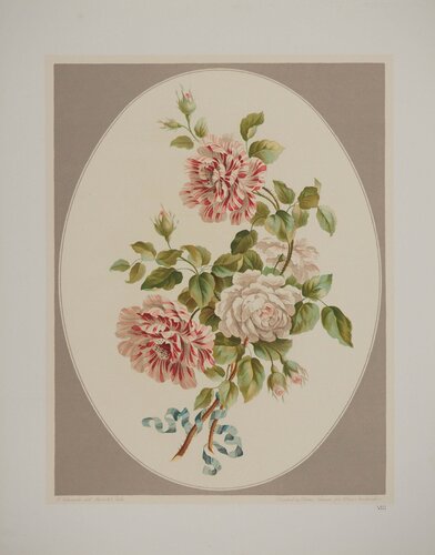 Fleurs et Bouquets, Les roses anciennes, Lithographie signée van John Edwards, Afdruk te koop op Singulart