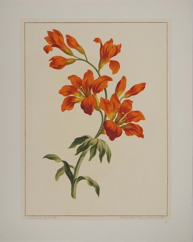 Fleurs et Bouquets, les lys rouges , Lithographie signée van John Edwards, Afdruk te koop op Singulart