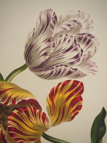 Fleurs et Bouquets : les tulipes by John Edwards, Print for Sale on Singulart